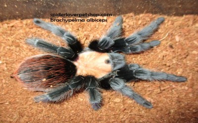 albiceps female tarantula